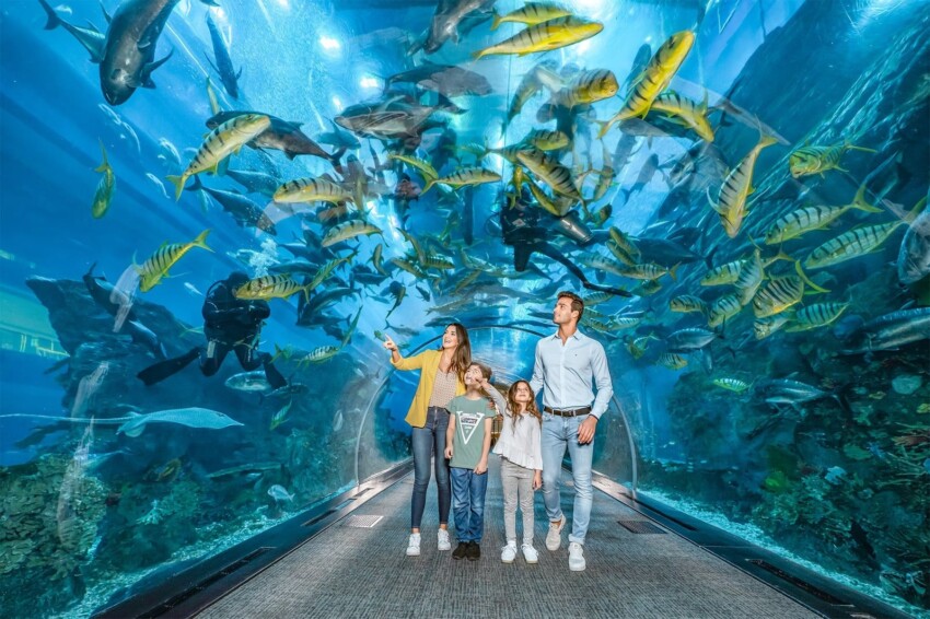 Underwater tunnel at Dubai Aquarium with marine life